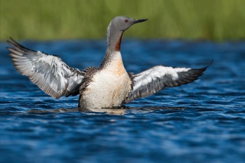 Red-throated Loon (Gavia stellata), Iceland, Europe