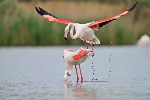 Rosaflamingo (Phoenicopterus ruber) Greater Flamingo
