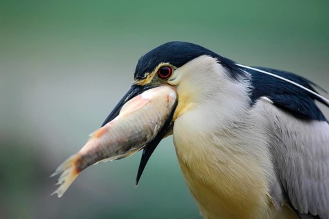 Night heron, detail portrait of grey water bird with fish in the bill, animal in the water, action