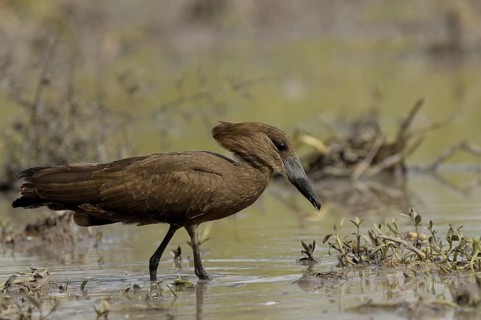 Hamerkop (Scopus umbretta), Gambia, Africa