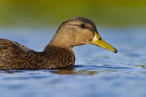 American Black Duck (Anas rubripes), Newfoundland, Canada, North America