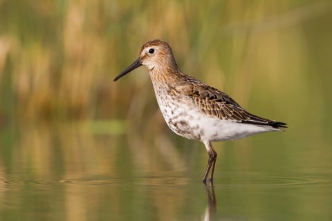 Dunlin (Calidris alpina), Vorarlberg, Austria, Europe
