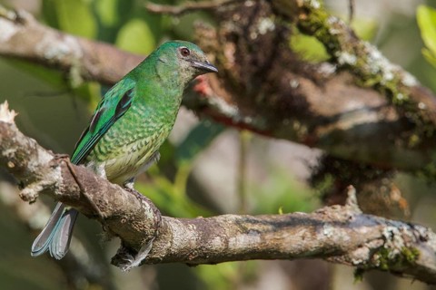 Swallow Tanager (Tersina viridis) perched on a branch in the Atlantic rainforest of southeast
