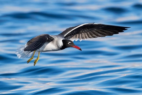 White-eyed Gull (Ichthyaetus leucophthalmus) flying, Eilat, Israel, Asia