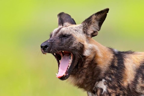 African wild dog, detail portrait with open muzzle with tongue a tooths, Okavango, Botswana, Africa