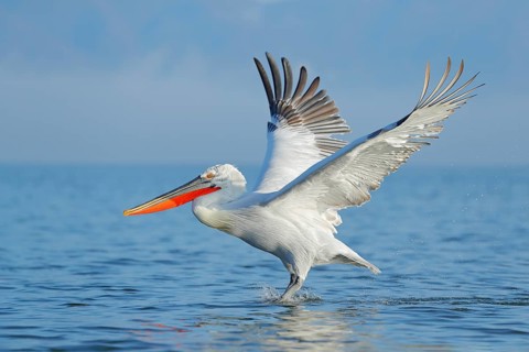 Dalmatian pelican, Pelecanus crispus, landing in Lake Kerkini, Greece. Pelican with open wings.
