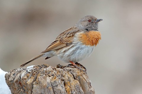 Robin accentor, Prunella rubeculoides, bird sitting on tree trunk in the winter mountain. Robin in