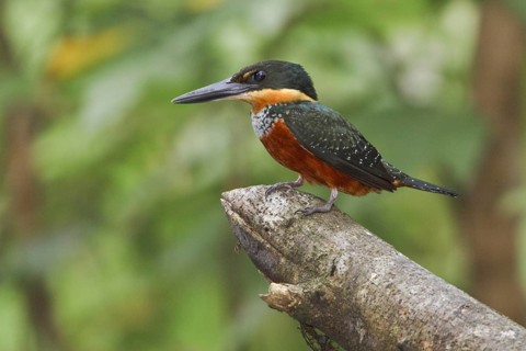 Green-and-rufous Kingfisher (Chloroceryle inda), Ecuador, South America