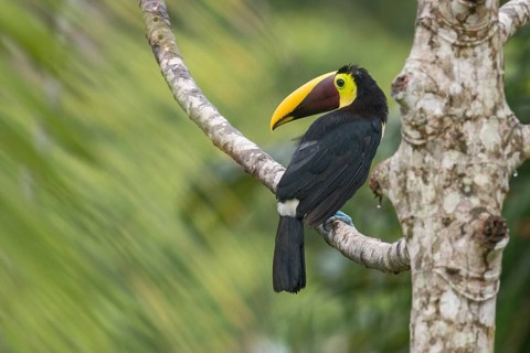 Yellow-throated Toucan (Ramphastos ambiguus swainsonii), Costa Rica, Central America