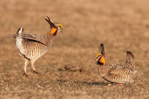 Greater Prairie Chicken (Tympanuchus cupido) male, Wisconsin, USA, North America