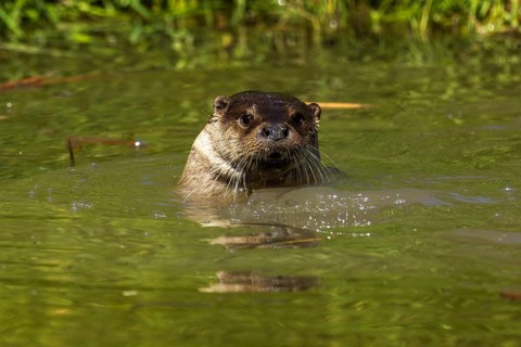 An otter pops its head out of the green water, European otter (Lutra lutra), Germany, Europe