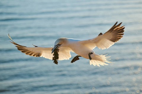 Northern gannet (Morus bassanus) flying over the sea with rivet material in the beakat sunset,