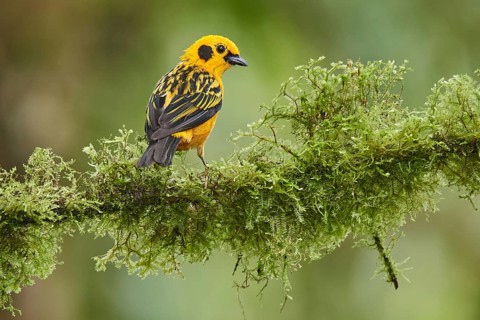 Golden Tanager (Tangara arthus) perched on a mossy branch, Ecuador, South America