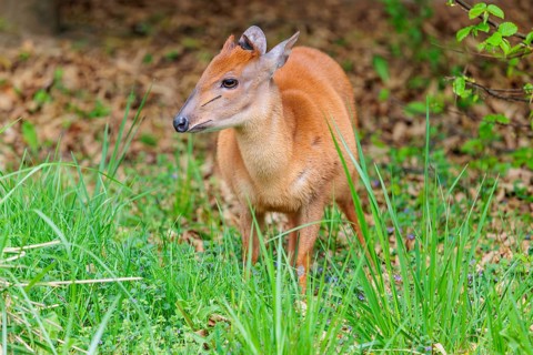 A male Red Forest Duiker (Cephalophus natalensis) stands in a green meadow, eating grass and herbs