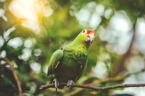 A colorful yellow naped parrot on a branch. Beautiful yellow-necked green parrot in its habitat