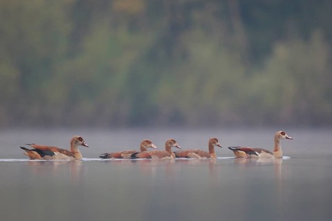 Egyptian Goose (Alopochen aegyptiaca) pair with young on water, North Rhine-Westphalia, Germany,