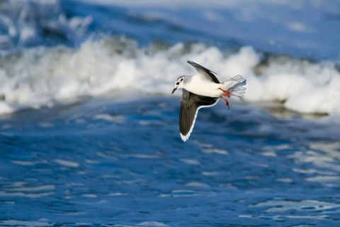 Little Gull (Hydrocoloeus minutus), Schleswig-Holstein, Germany, Europe