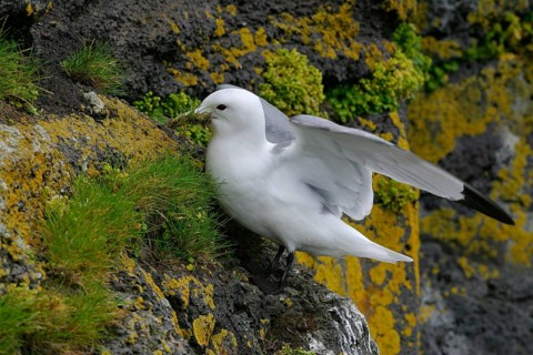 Black-legged Kittiwake (Rissa tridactyla), Alaska, USA, North America