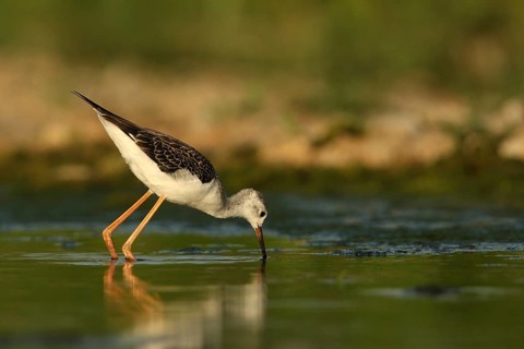 Black-winged Stilt (Himantopus himantopus) juvenile foraging, Piedmont, Italy, Europe