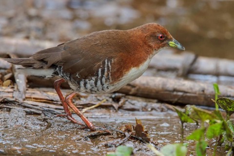 Red-and-white Crake (Laterallus leucopyrrhus) feeding in a marsh in the Atlantic rainforest of