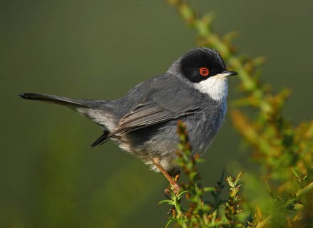 Sardinian Warbler (Sylvia melanocephala) male, Ferreira de Alentejo, Portugal, Europe