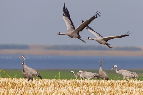 Common Crane (Grus grus) flying, Mecklenburg-Western Pomerania, Germany, Europe