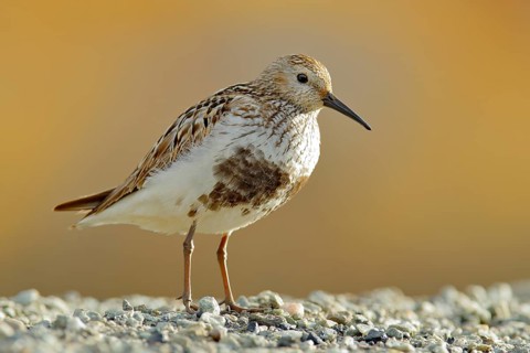 Dunlin, Calidris alpina, water bird in the nature habitat in Svalbard, Norway. Dunlin siting on the