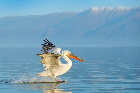 Dalmatian pelican, Pelecanus crispus, in Lake Kerkini, Greece. Palican on blue water surface.