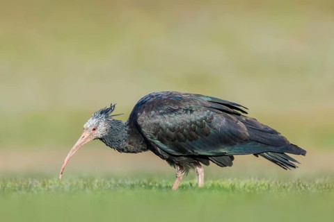 Waldrapp, Geronticus eremita Northern Bald Ibis, Geronticus eremita