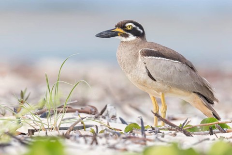Beach Stone-curlew (Esacus magnirostris) perched on the beach in eastern Australia