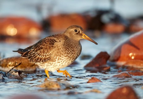 Purple Sandpiper (Calidris maritima), Schleswig-Holstein, Germany, Europe