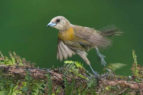 Passerini's Tanager (Ramphocelus passerinii), Costa Rica, Central America