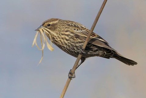 Red-winged Blackbird (Agelaius phoeniceus) female, New Mexico, USA, North America