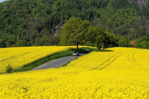 Car on a small country road through rape fields in full bloom, spring in the Elfringhauser Schweiz,