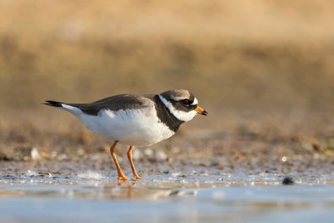 Common Ringed Plover (Charadrius hiaticula) foraging, North Rhine-Westphalia, Germany, Europe