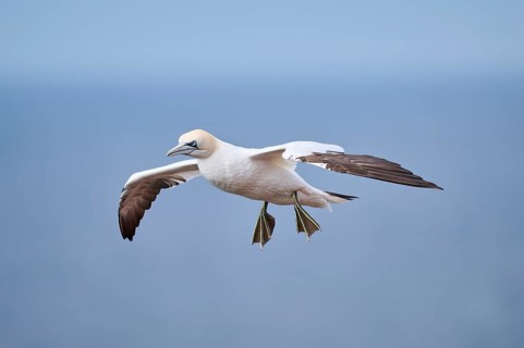 Northern gannet (Morus bassanus) flying over the sea, wildlife, Helgoland, Germany, Europe