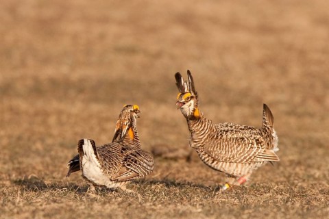 Greater Prairie Chicken (Tympanuchus cupido) male, Wisconsin, USA, North America