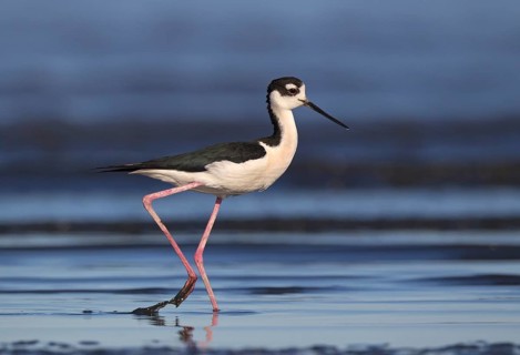 Black-necked Stilt (Himantopus mexicanus), California, USA, North America