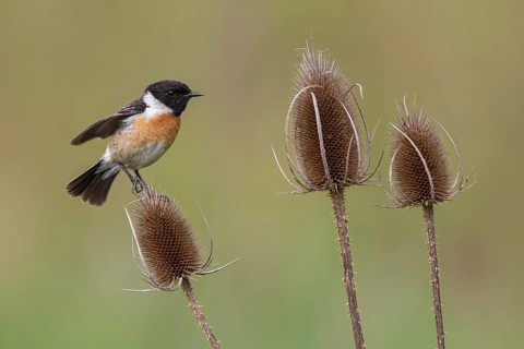 European Stonechat (Saxicola rubicola) male perched on Wild teasel (Dipsacus fullonum), Poland,