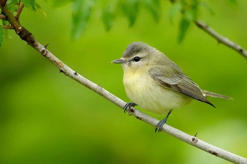 Philadelphia Vireo (Vireo philadelphicus), Texas, USA, North America