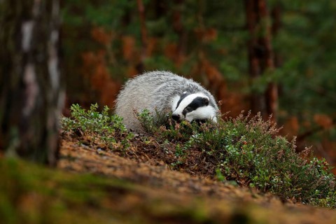 Badger in forest, animal nature habitat, Czech, Europe. Wildlife scene. Wild Badger, Meles meles,