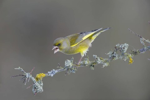 European Greenfinch (Chloris chloris) male, Saxony, Germany, Europe