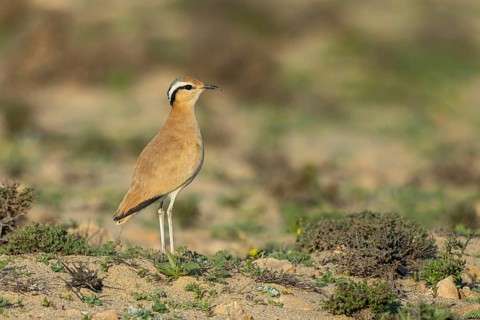 Cream-colored Courser (Cursorius cursor) perched on the ground, Fuerteventura, Spain, Europe