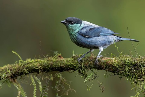 Black-capped Tanager (Tangara heinei) perched on a branch in Colombia, South America