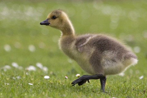 Canada Goose (Branta canadensis) chick, North Rhine-Westphalia, Germany, Europe