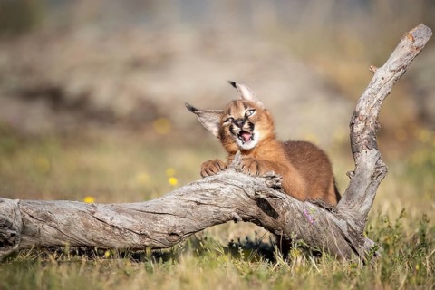 Caracal (Caracal caracal) playful cub chewing on tree trunk, Castile-La Mancha, Spain, Europe