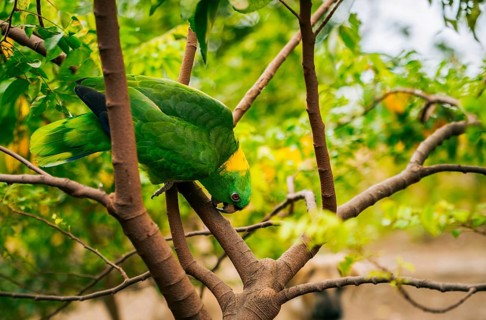 Closeup of a green parrot on the branches of a tree