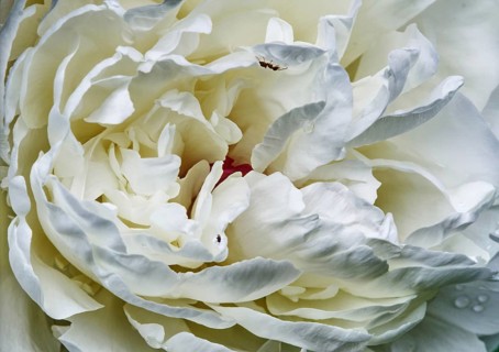 White peony flower (Paeonia officinalis) in macro photograph showing detailed textures and soft