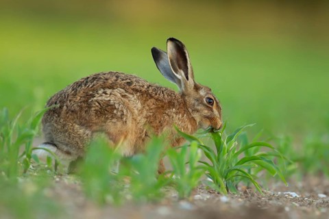 European brown hare (Lepus europaeus) adult animal feeding in a farmland maize field in summer,