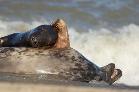 Grey seal (Halichoerus grypus) adult animal hugging another seal whilst sleeping on a beach,